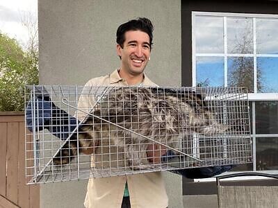 Green Bay raccoon trapping